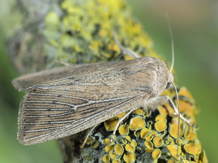 Bild Nr.10010 zum Vergrößern klicken Bild Nr.10010