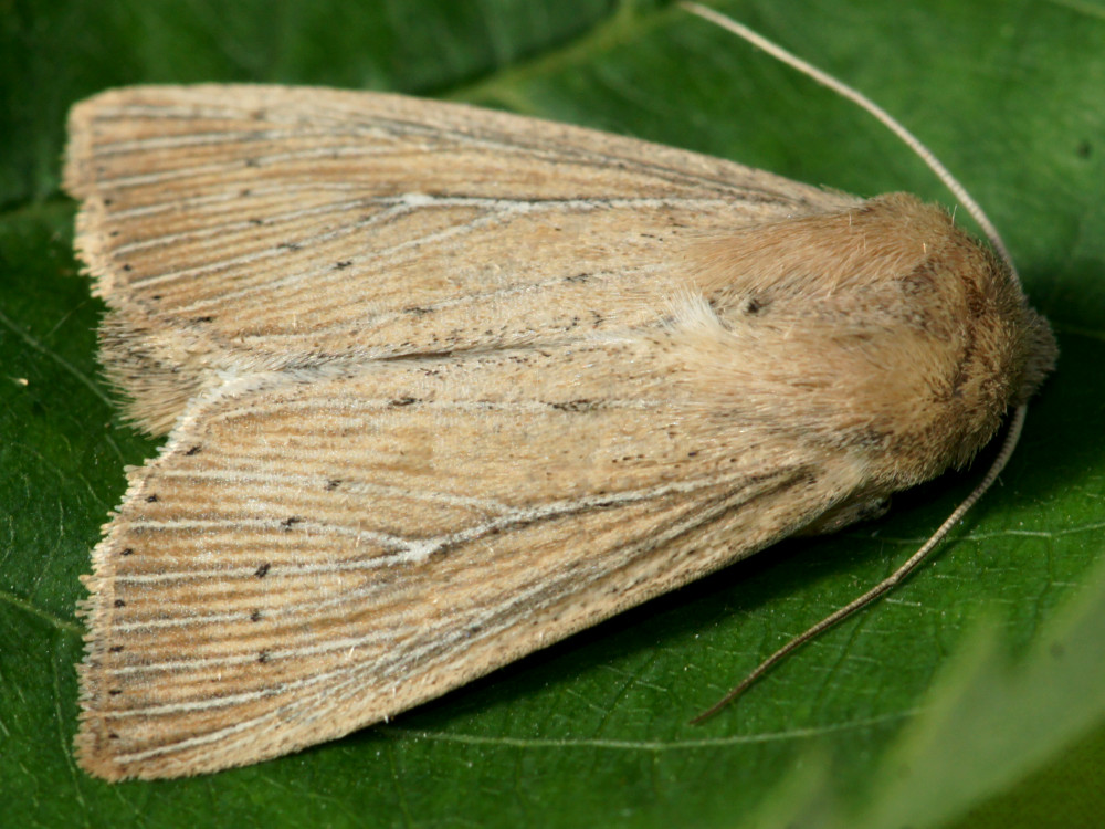 Bild Nr.10010 zum Vergrößern klicken Bild Nr.10010