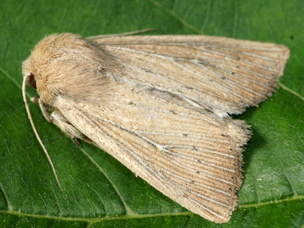 Bild Nr.10010 zum Vergrößern klicken Bild Nr.10010