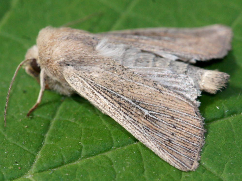 Bild Nr.10010 zum Vergrößern klicken Bild Nr.10010