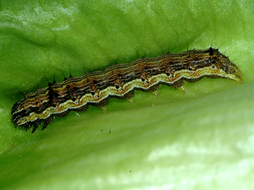 Bild Nr.10010 zum Vergrößern klicken Bild Nr.10010