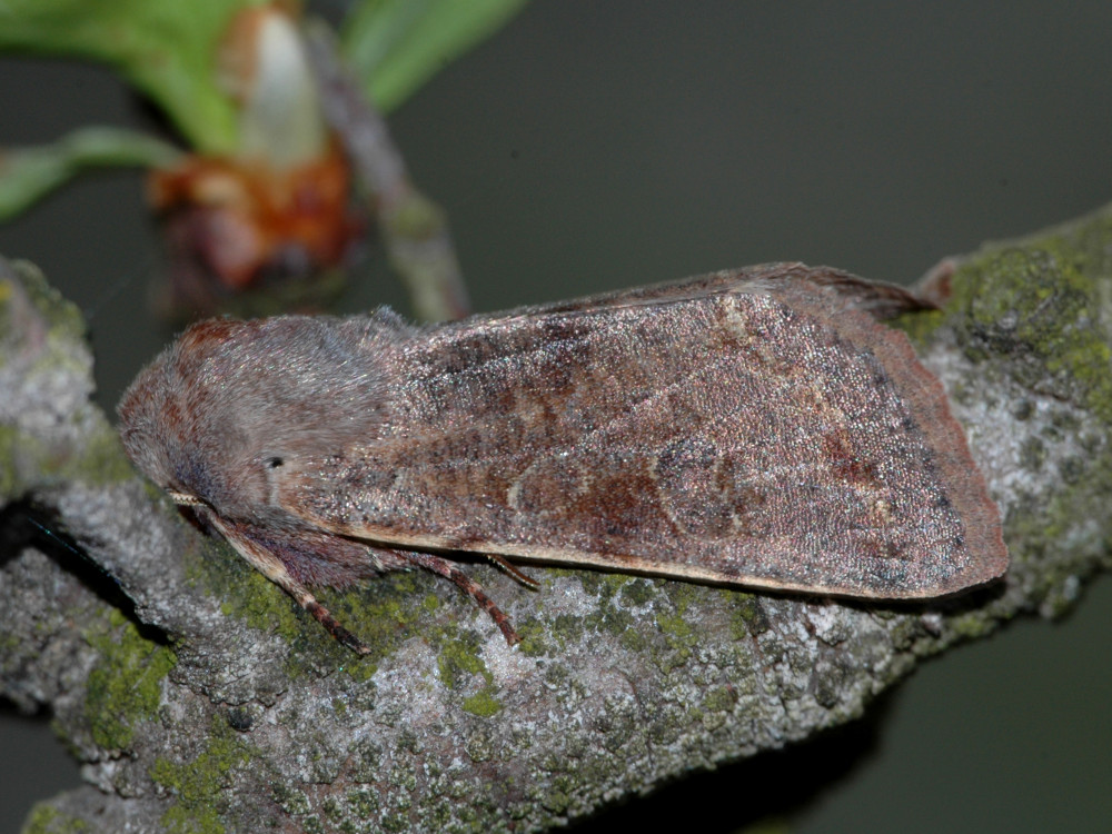 Bild Nr.10037 zum Vergrößern klicken Bild Nr.10037