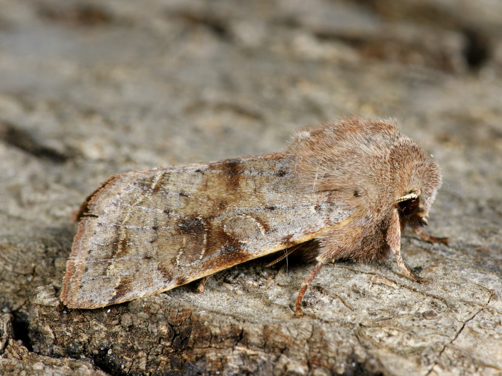 Bild Nr.10037 zum Vergrößern klicken Bild Nr.10037