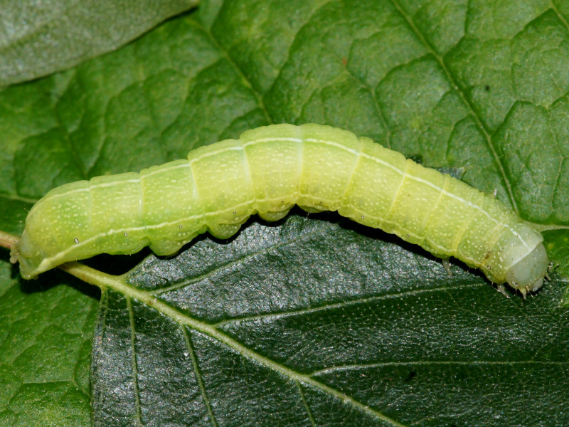 Bild Nr.10037 zum Vergrößern klicken Bild Nr.10037