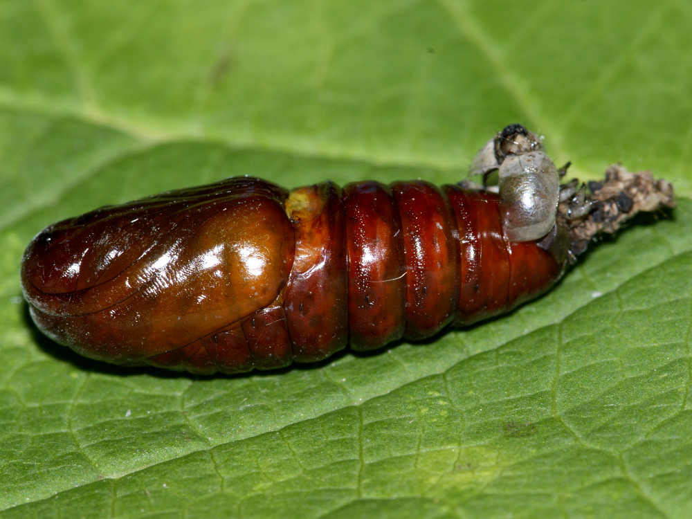 Bild Nr.10037 zum Vergrößern klicken Bild Nr.10037