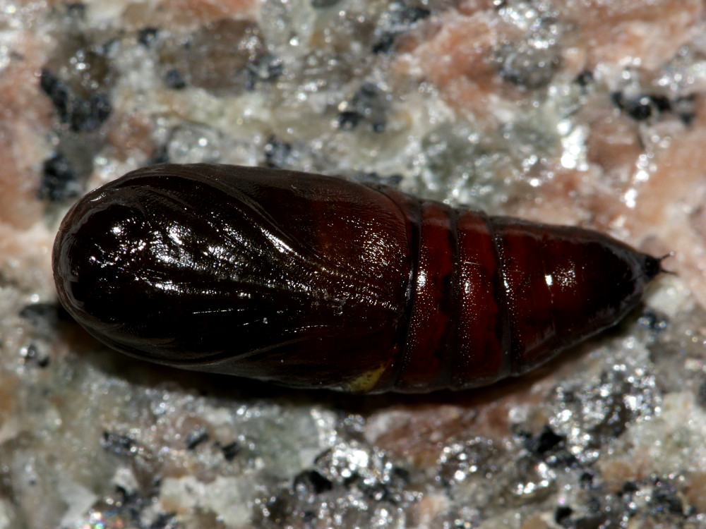 Bild Nr.10037 zum Vergrößern klicken Bild Nr.10037