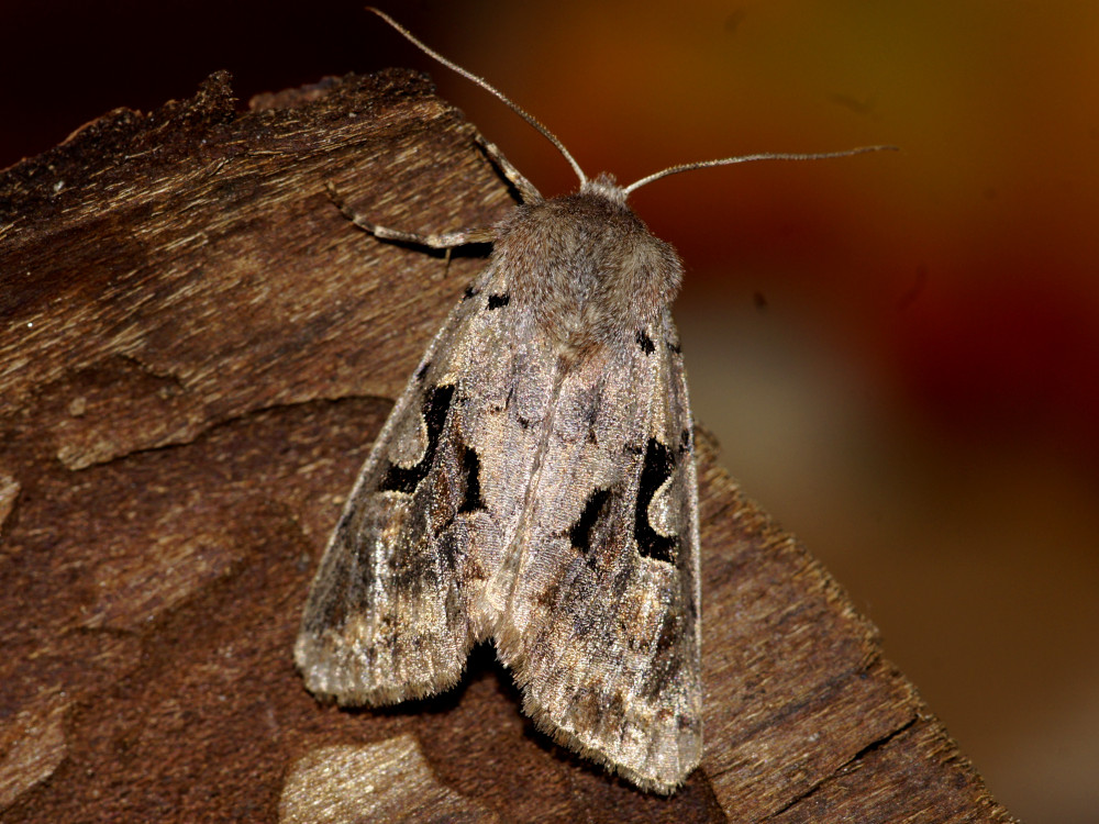 Bild Nr.10038 zum Vergrößern klicken Bild Nr.10038