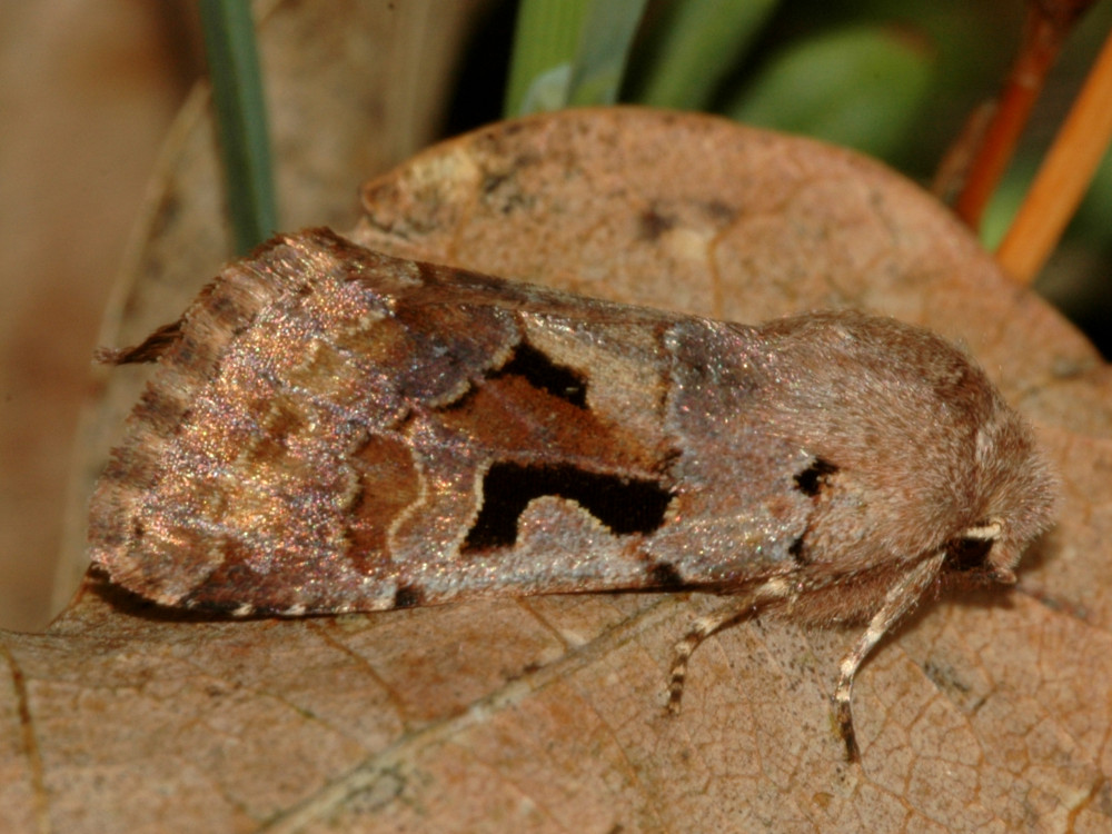 Bild Nr.10038 zum Vergrößern klicken Bild Nr.10038