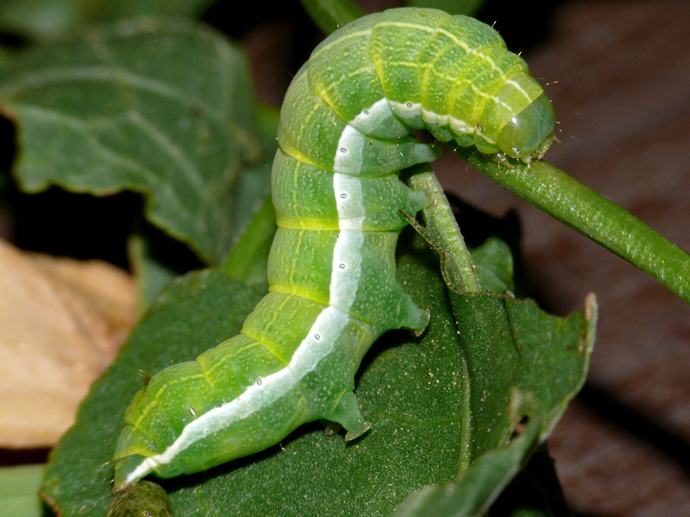 Bild Nr.10038 zum Vergrößern klicken Bild Nr.10038