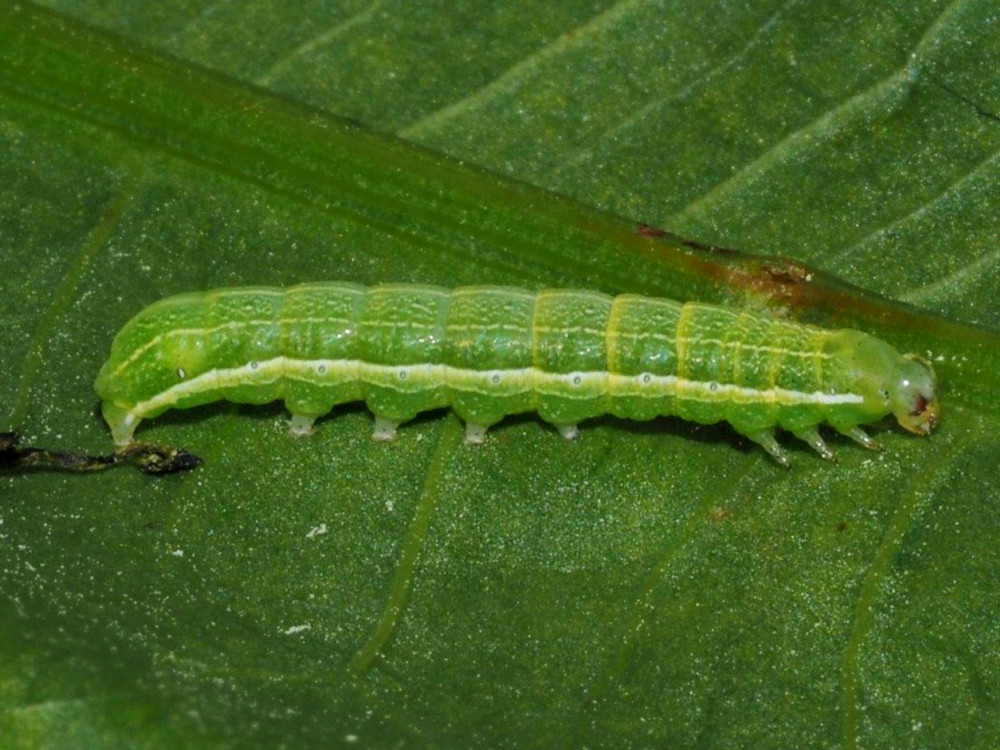 Bild Nr.10038 zum Vergrößern klicken Bild Nr.10038