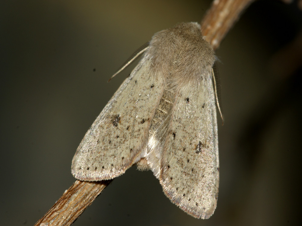 Bild Nr.10039 zum Vergrößern klicken Bild Nr.10039