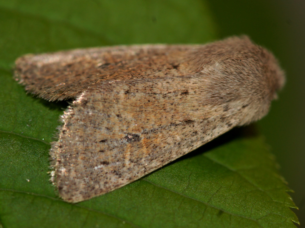 Bild Nr.10039 zum Vergrößern klicken Bild Nr.10039