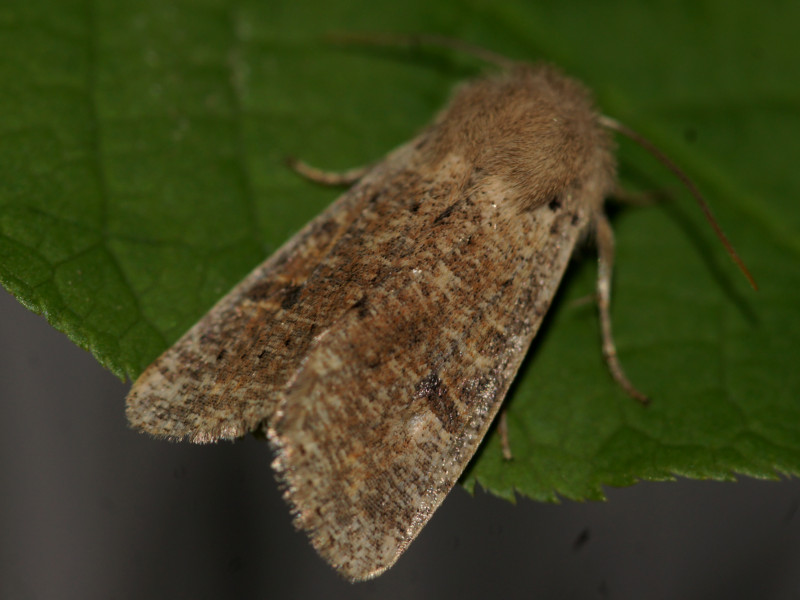 Bild Nr.10039 zum Vergrößern klicken Bild Nr.10039