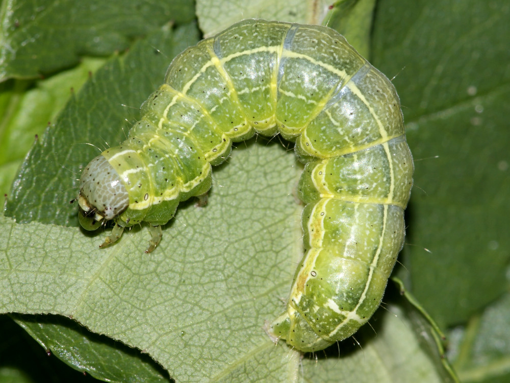 Bild Nr.10039 zum Vergrößern klicken Bild Nr.10039