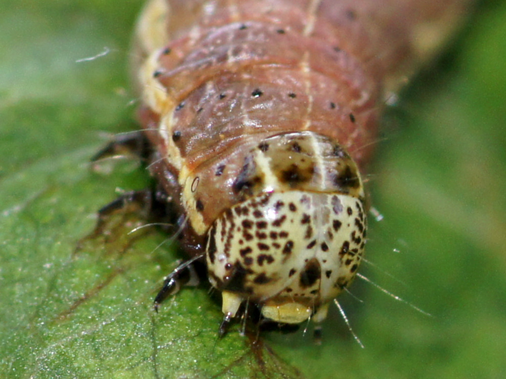 Bild Nr.10039 zum Vergrößern klicken Bild Nr.10039