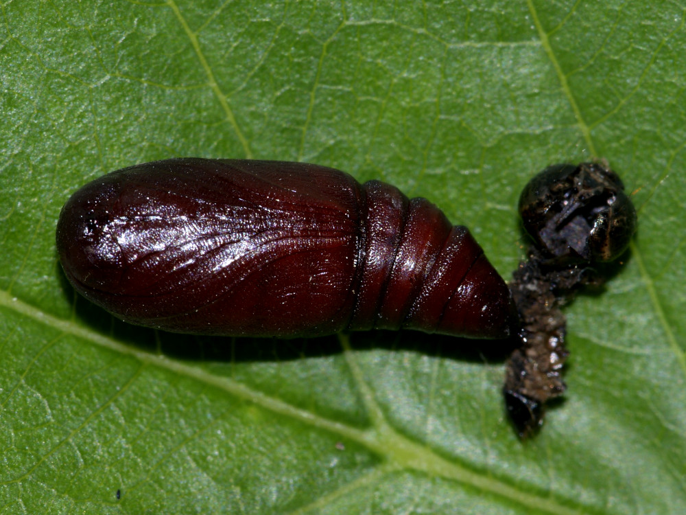 Bild Nr.10039 zum Vergrößern klicken Bild Nr.10039