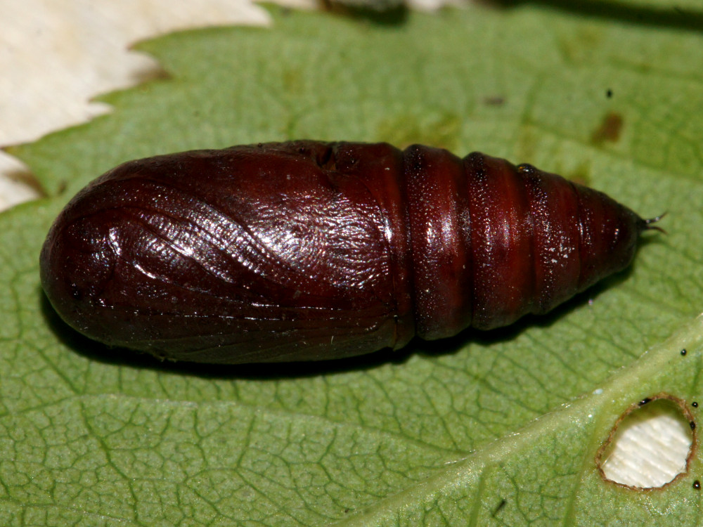 Bild Nr.10039 zum Vergrößern klicken Bild Nr.10039