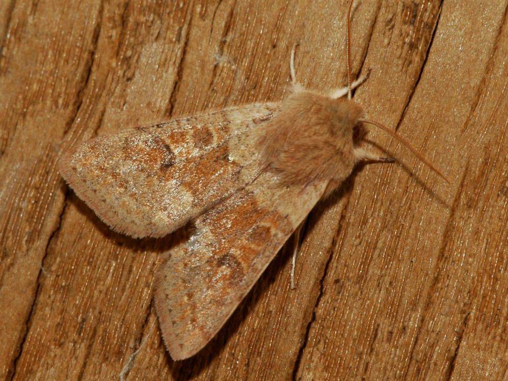 Bild Nr.10041 zum Vergrößern klicken Bild Nr.10041