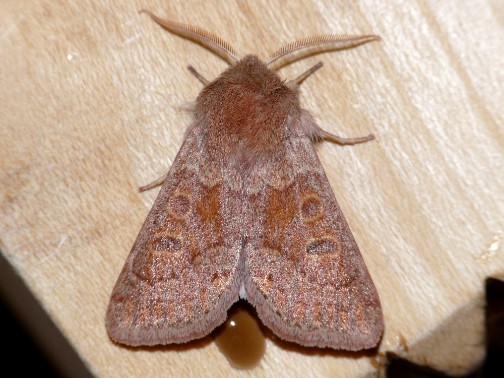 Bild Nr.10041 zum Vergrößern klicken Bild Nr.10041