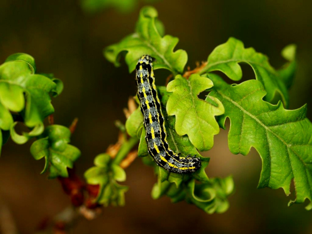 Bild Nr.10041 zum Vergrößern klicken Bild Nr.10041