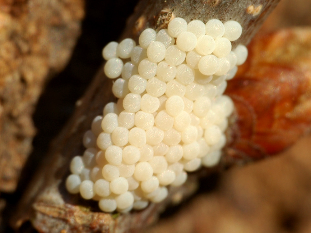 Bild Nr.10041 zum Vergrößern klicken Bild Nr.10041