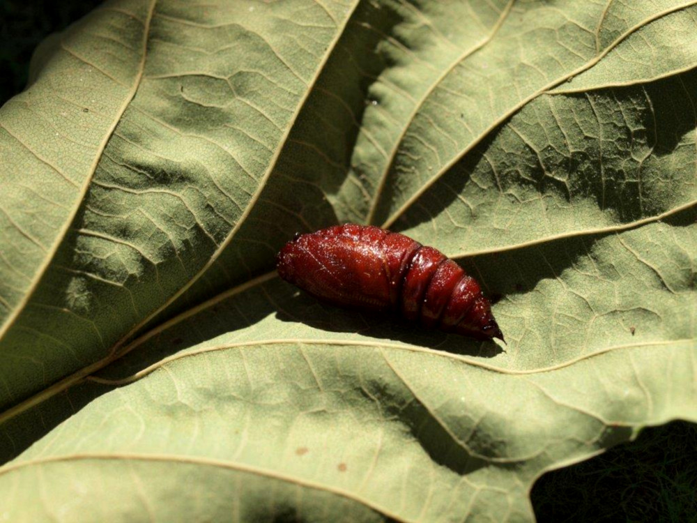 Bild Nr.10041 zum Vergrößern klicken Bild Nr.10041