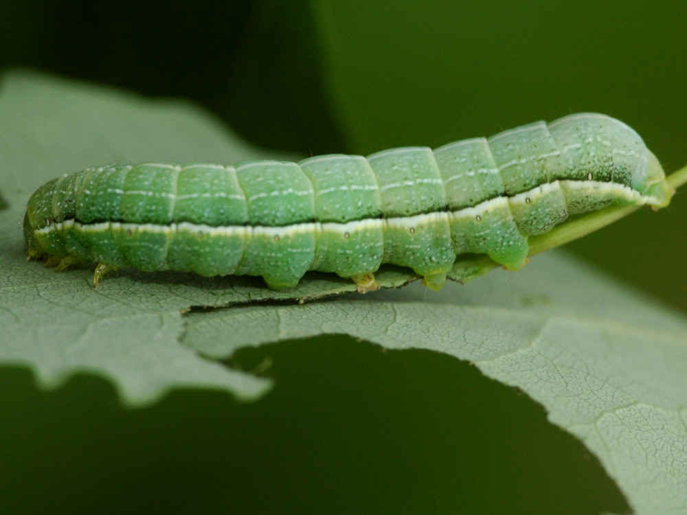 Bild Nr.10048 zum Vergrößern klicken Bild Nr.10048