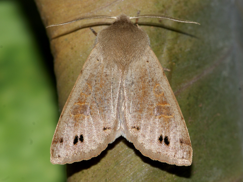 Bild Nr.10050 zum Vergrößern klicken Bild Nr.10050