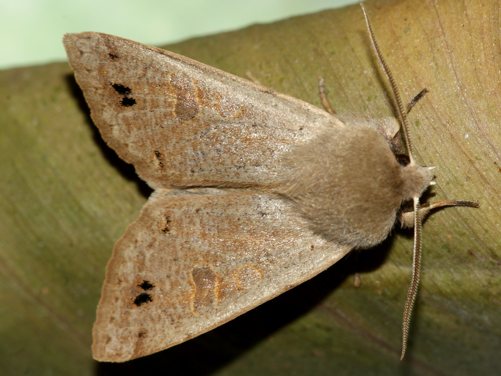 Bild Nr.10050 zum Vergrößern klicken Bild Nr.10050