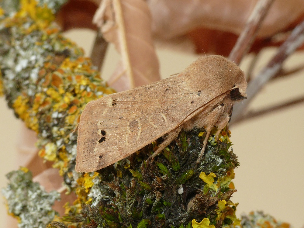 Bild Nr.10050 zum Vergrößern klicken Bild Nr.10050