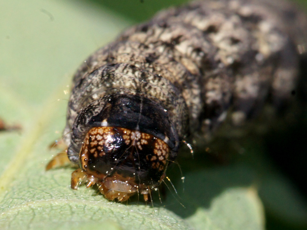 Bild Nr.10050 zum Vergrößern klicken Bild Nr.10050