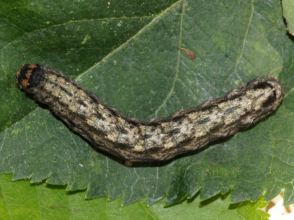 Bild Nr.10050 zum Vergrößern klicken Bild Nr.10050