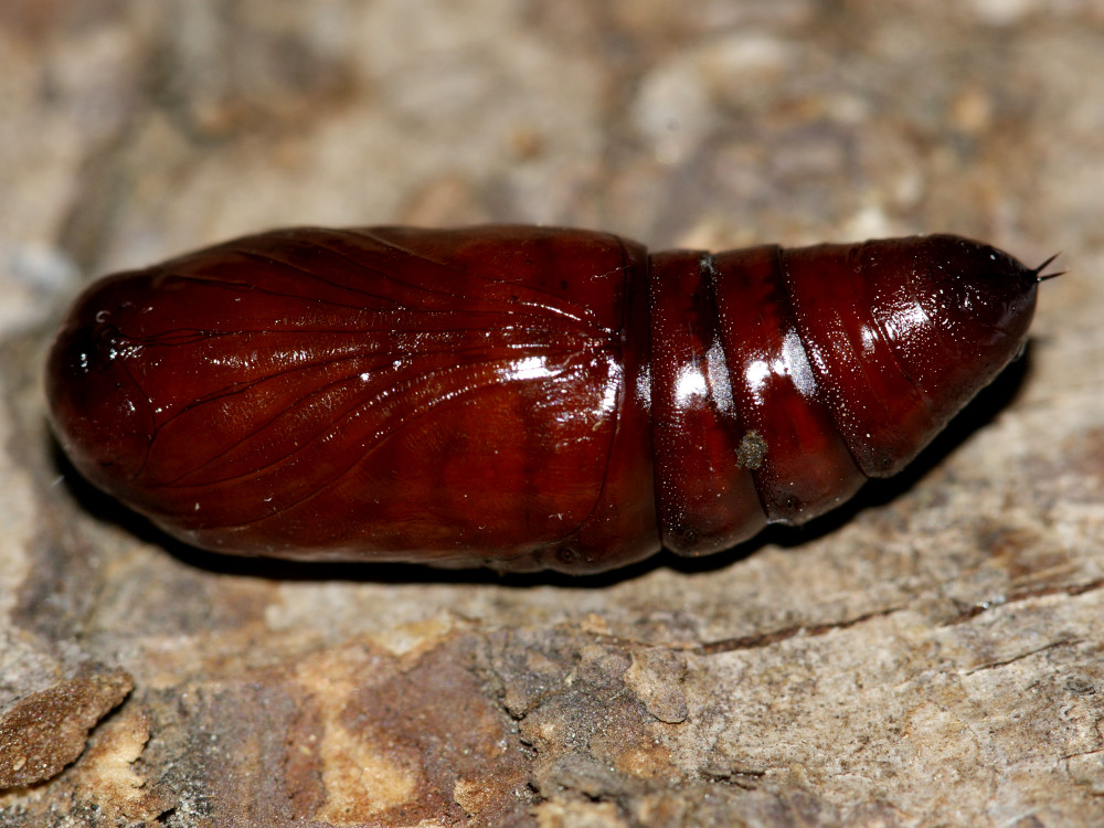 Bild Nr.10050 zum Vergrößern klicken Bild Nr.10050