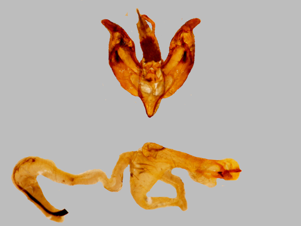 Bild Nr.10052 zum Vergrößern klicken Bild Nr.10052