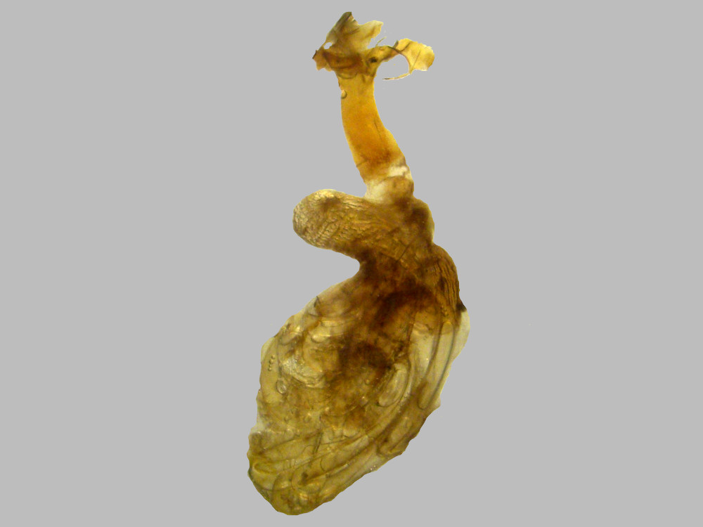 Bild Nr.10052 zum Vergrößern klicken Bild Nr.10052