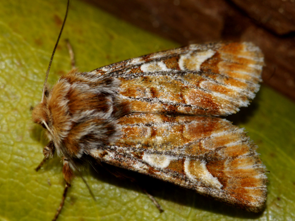 Bild Nr.10052 zum Vergrößern klicken Bild Nr.10052