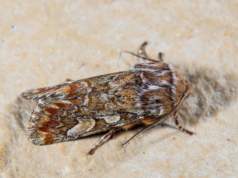 Bild Nr.10052 zum Vergrößern klicken Bild Nr.10052