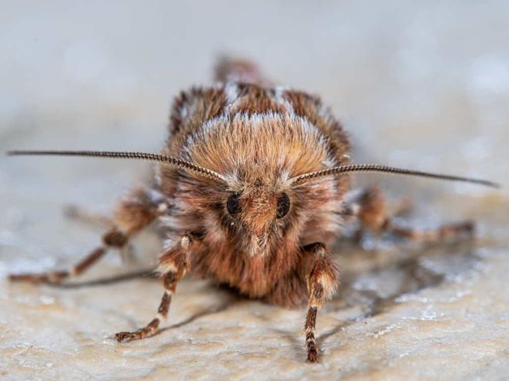 Bild Nr.10052 zum Vergrößern klicken Bild Nr.10052