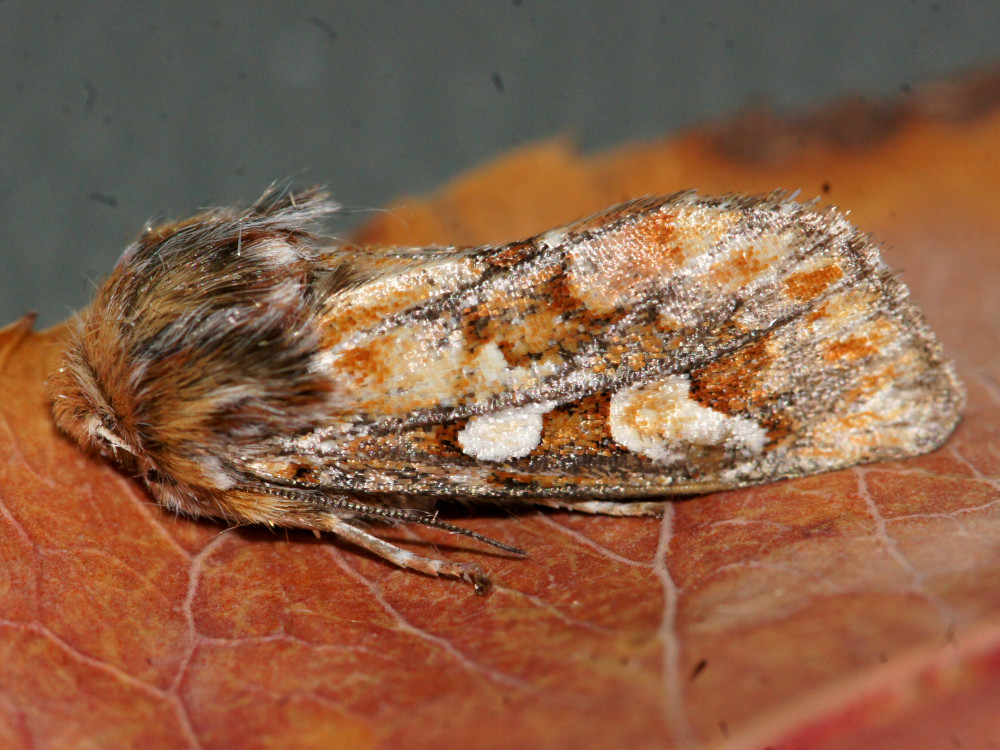 Bild Nr.10052 zum Vergrößern klicken Bild Nr.10052