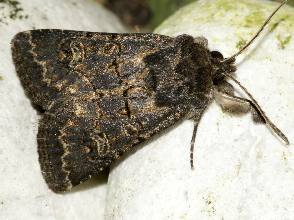 Bild Nr.10064 zum Vergrößern klicken Bild Nr.10064