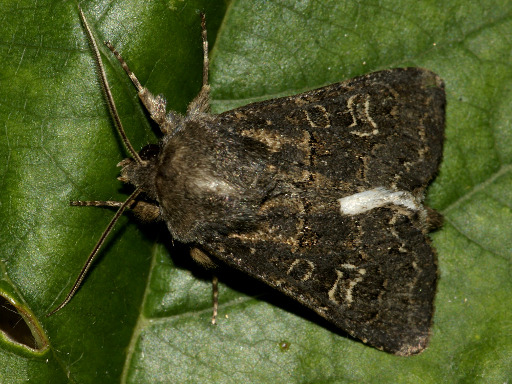 Bild Nr.10064 zum Vergrößern klicken Bild Nr.10064