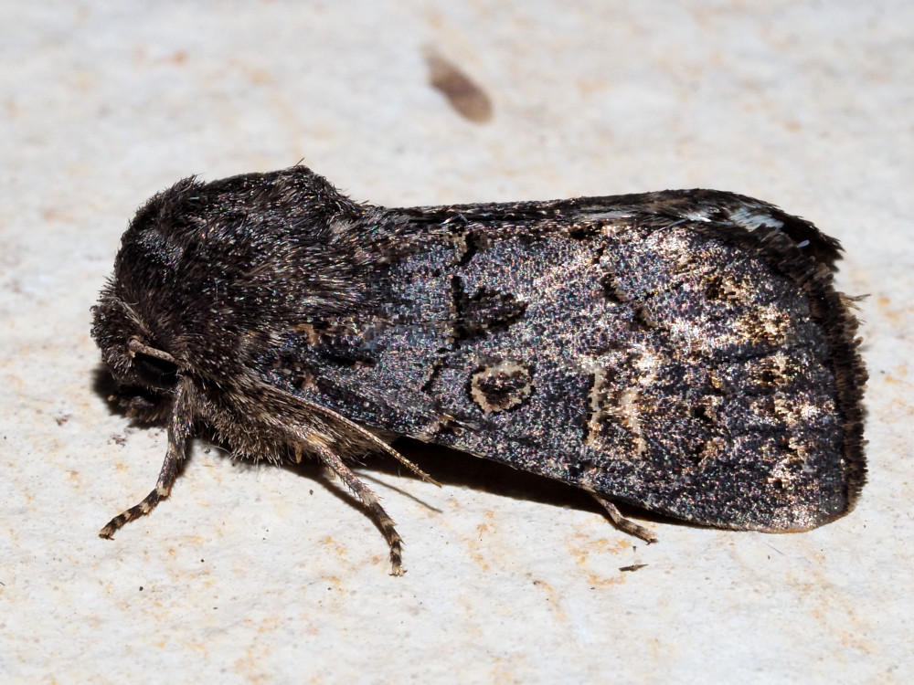 Bild Nr.10064 zum Vergrößern klicken Bild Nr.10064