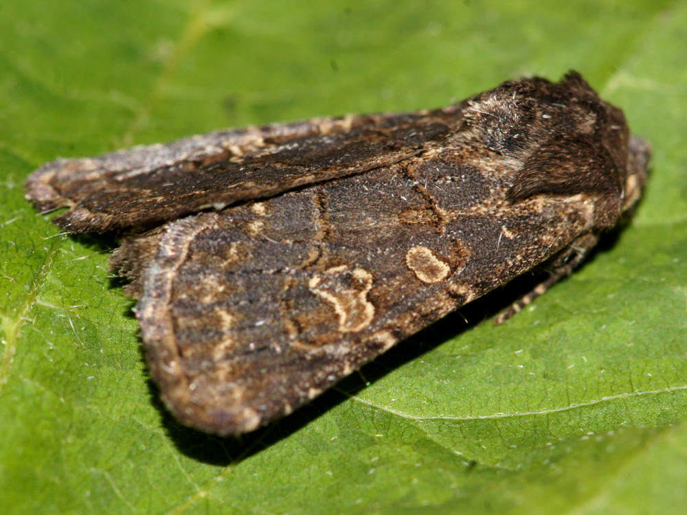 Bild Nr.10064 zum Vergrößern klicken Bild Nr.10064