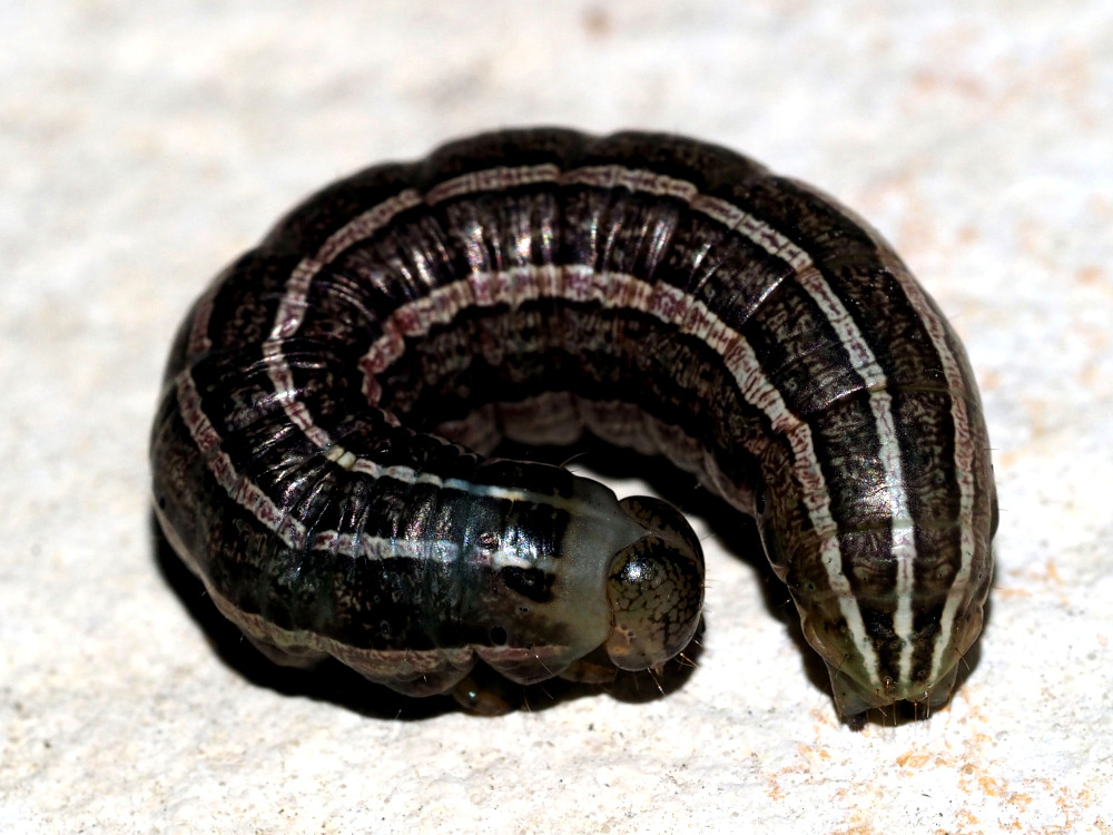 Bild Nr.10064 zum Vergrößern klicken Bild Nr.10064