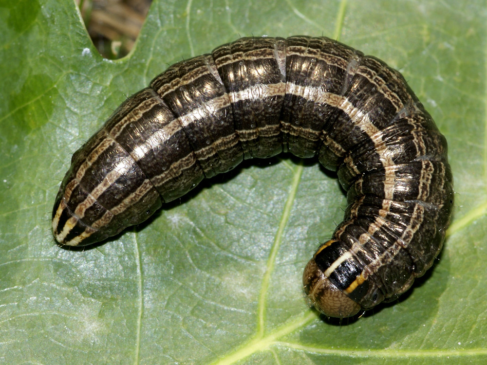 Bild Nr.10064 zum Vergrößern klicken Bild Nr.10064