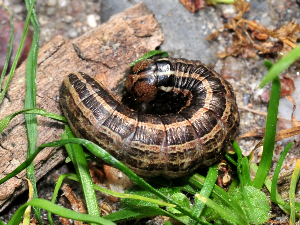 Bild Nr.10064 zum Vergrößern klicken Bild Nr.10064