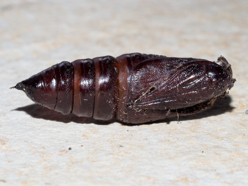 Bild Nr.10064 zum Vergrößern klicken Bild Nr.10064