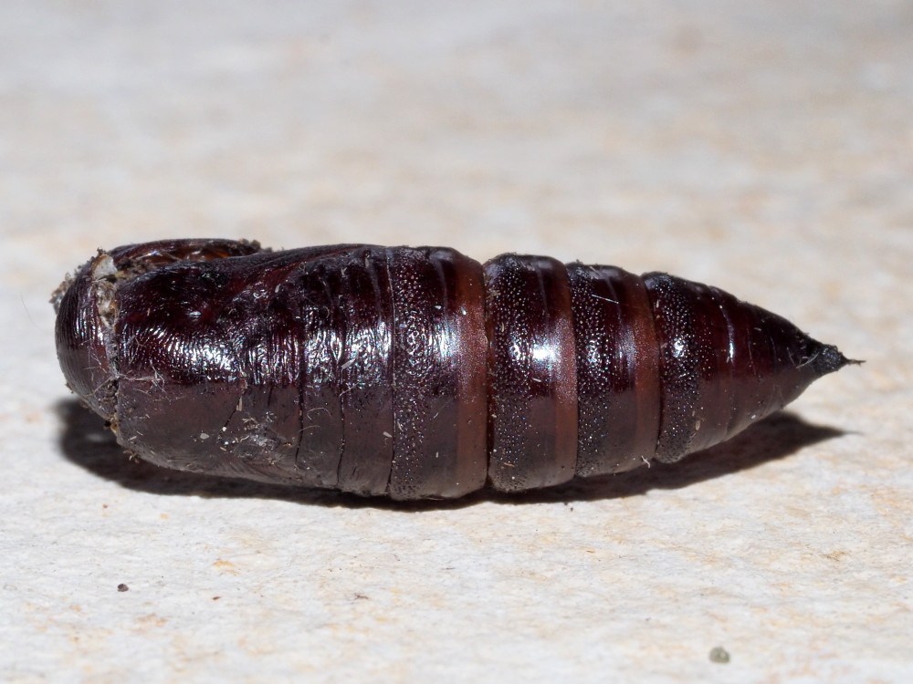 Bild Nr.10064 zum Vergrößern klicken Bild Nr.10064