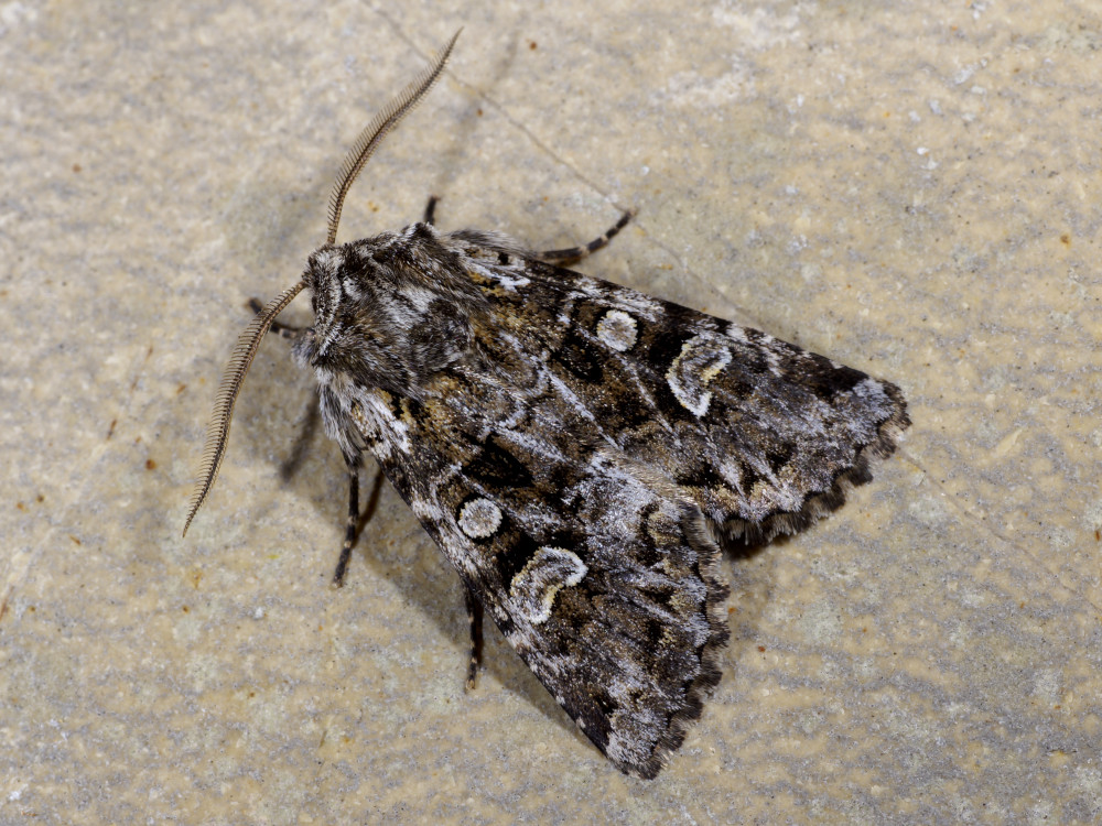 Bild Nr.10068 zum Vergrößern klicken Bild Nr.10068