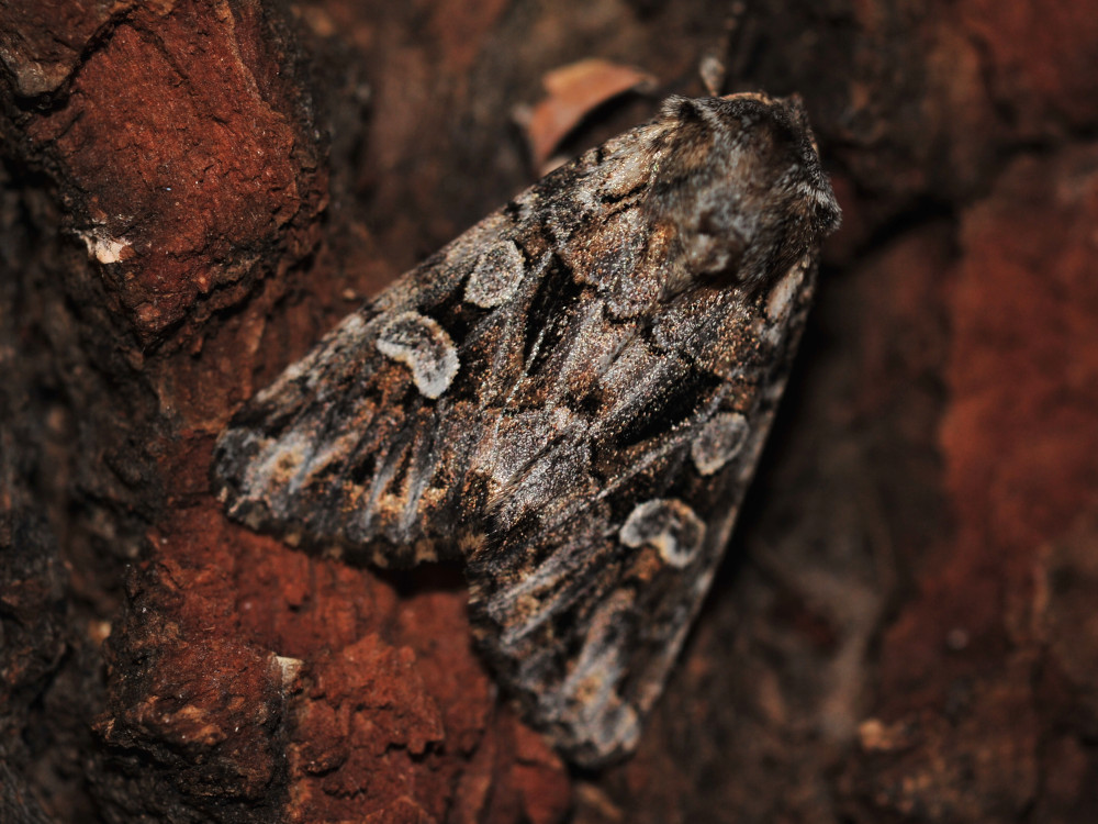 Bild Nr.10068 zum Vergrößern klicken Bild Nr.10068